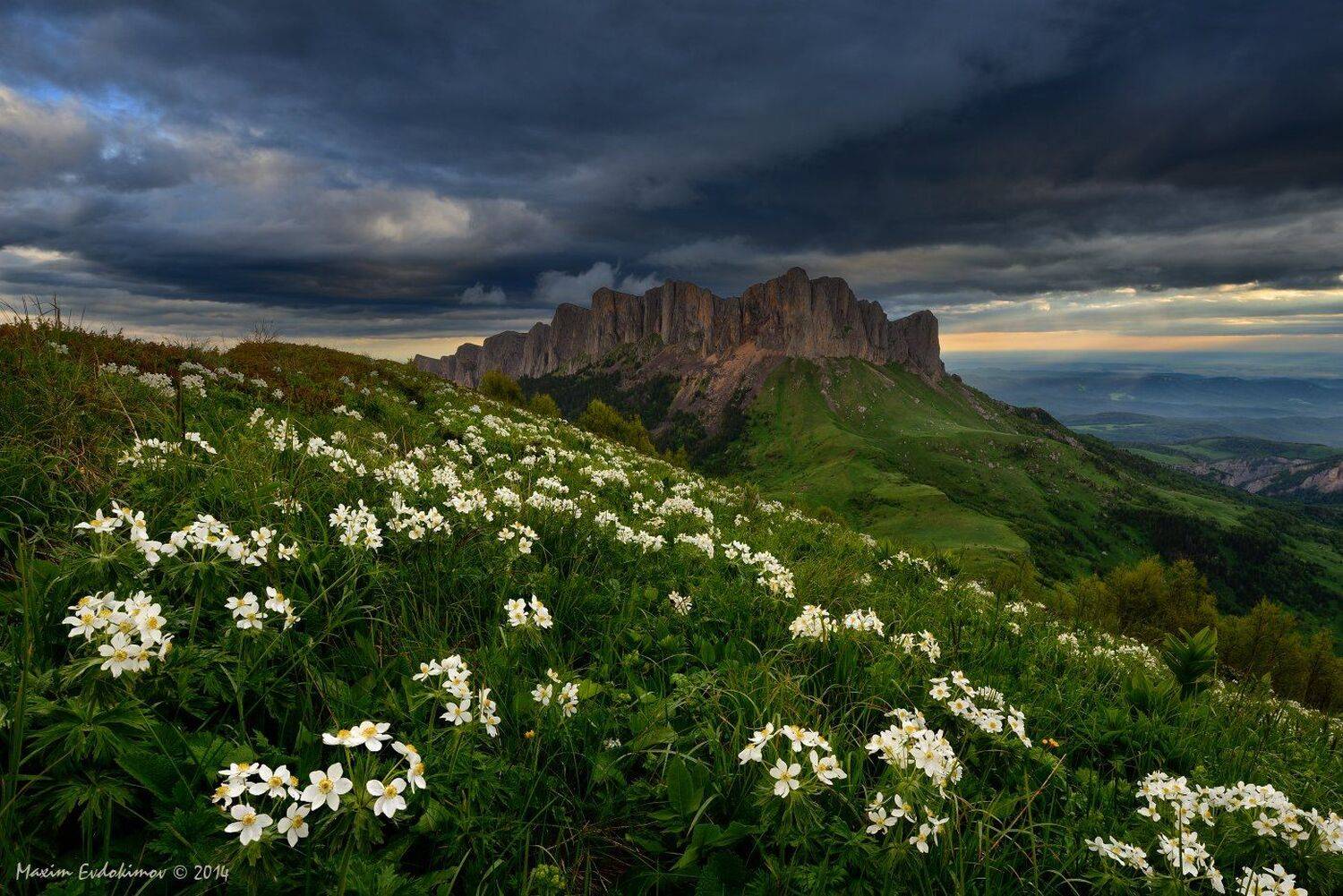 , Максим Евдокимов