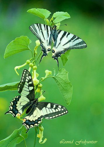 Парусники: Подалирий и Махаон
