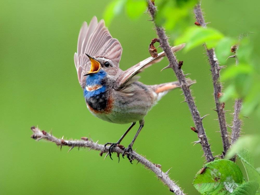 , Валерий Субачев
