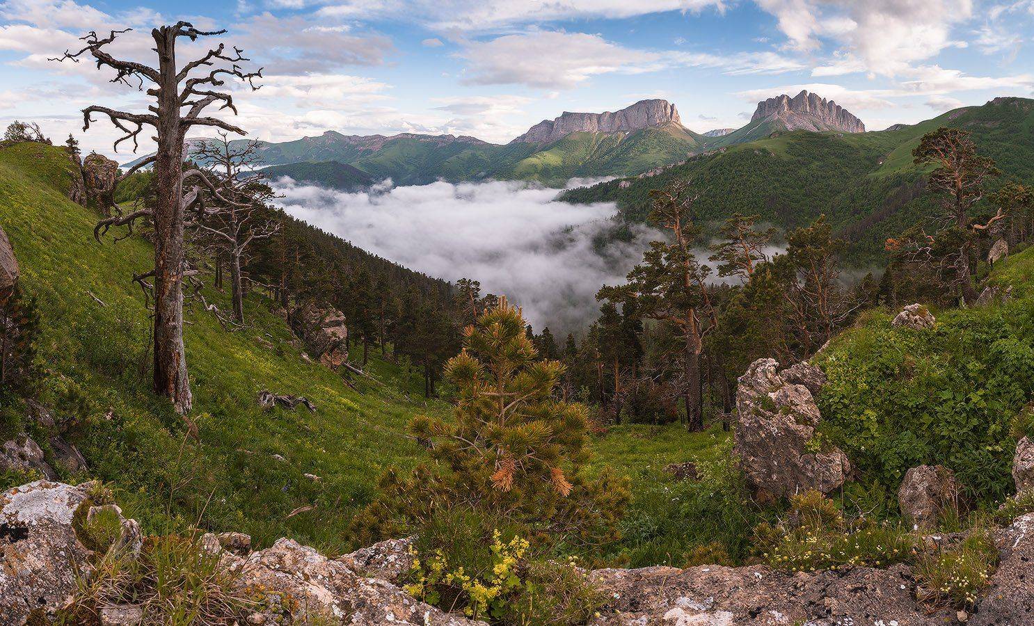 западный, кавказ, хребет, малый, бабук, ачешбок, лето, июнь, Николай Мысливцев