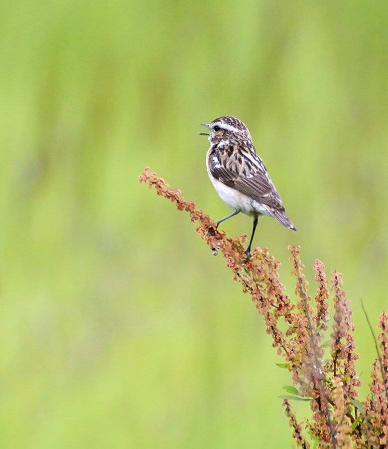 saxicola rubetra, whinchat, чекан, чекан луговой, Alexey Gnilenkov