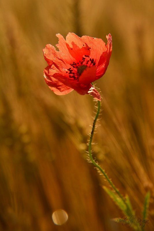 В одном летним утром фото превью