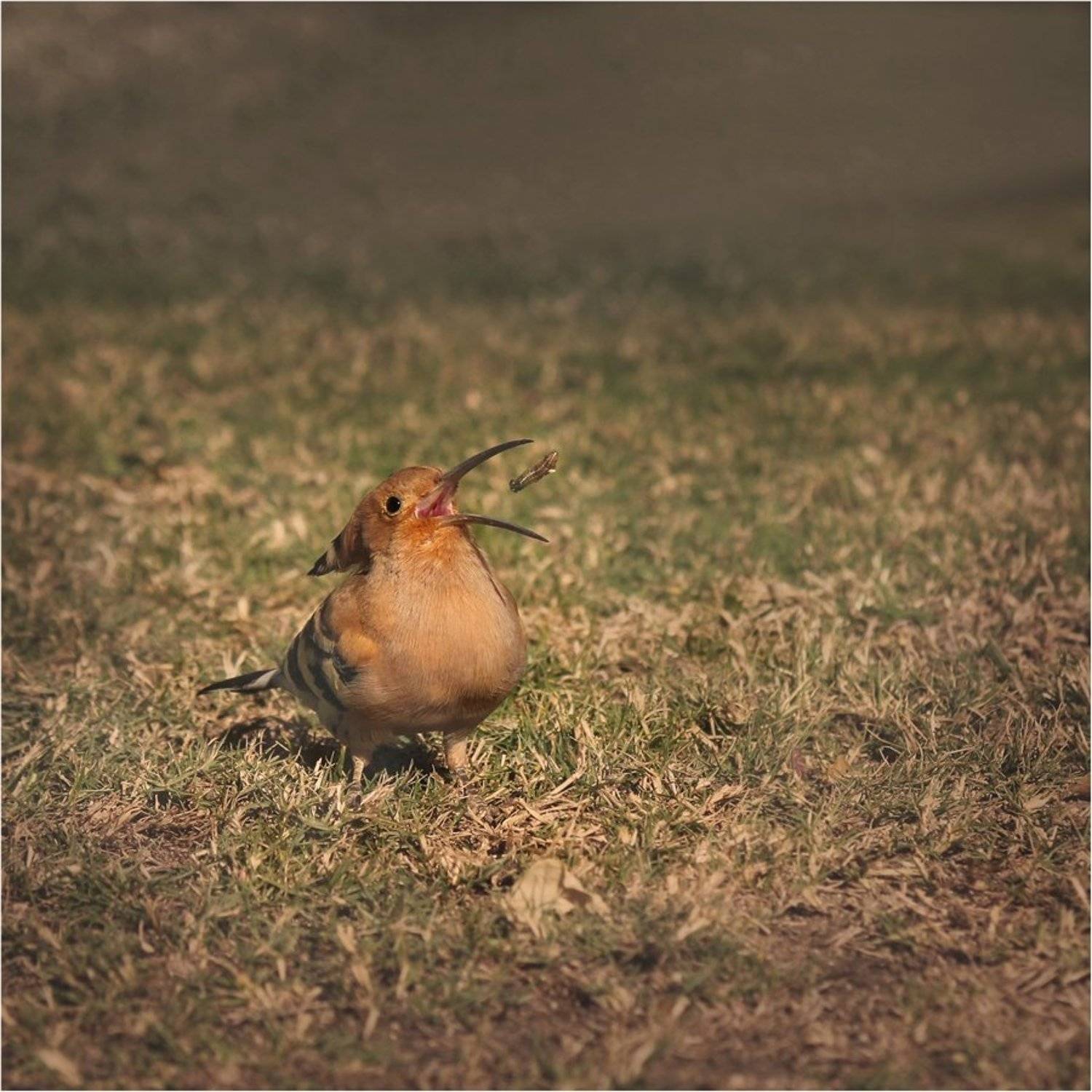 , Дмитрий Алексеев