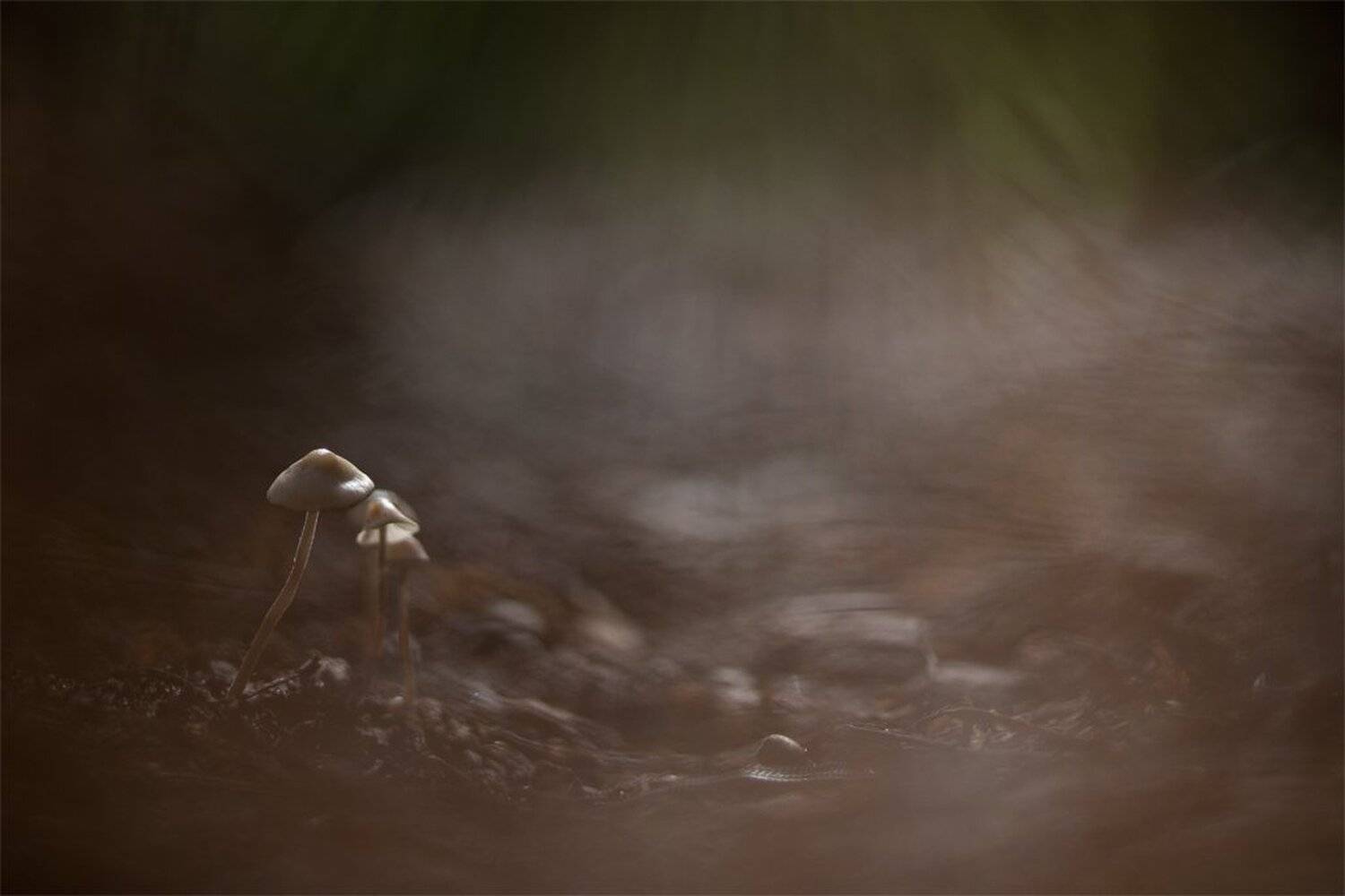 , Геннадий Мещеряков