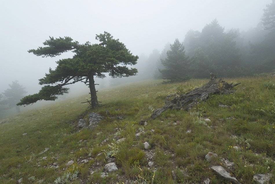 , Саша  Вайсберг / Waldschnepfe /