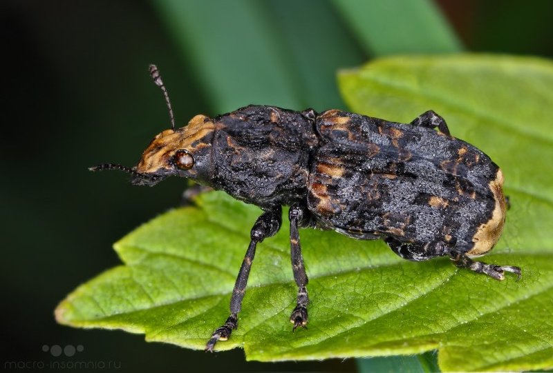 ложнослоник platyrhinus resinosus, макро, насекомые, жук, природа Ложнослоник Platyrhinus resinosus фото превью