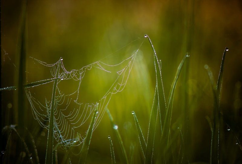 Прохудившиеся сети рыбака... фото превью