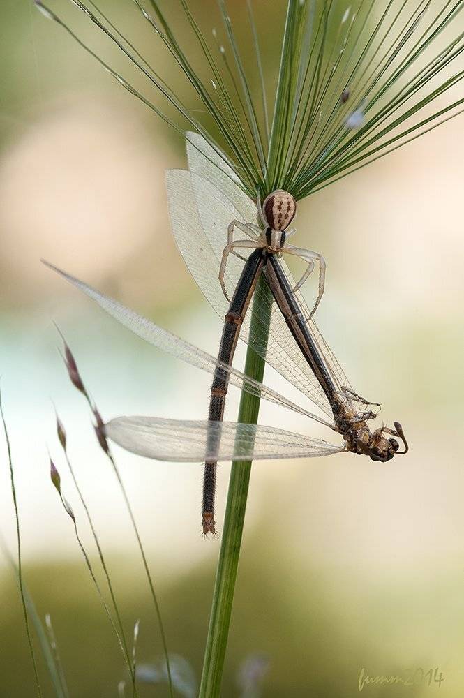 , Игорь ФУММ