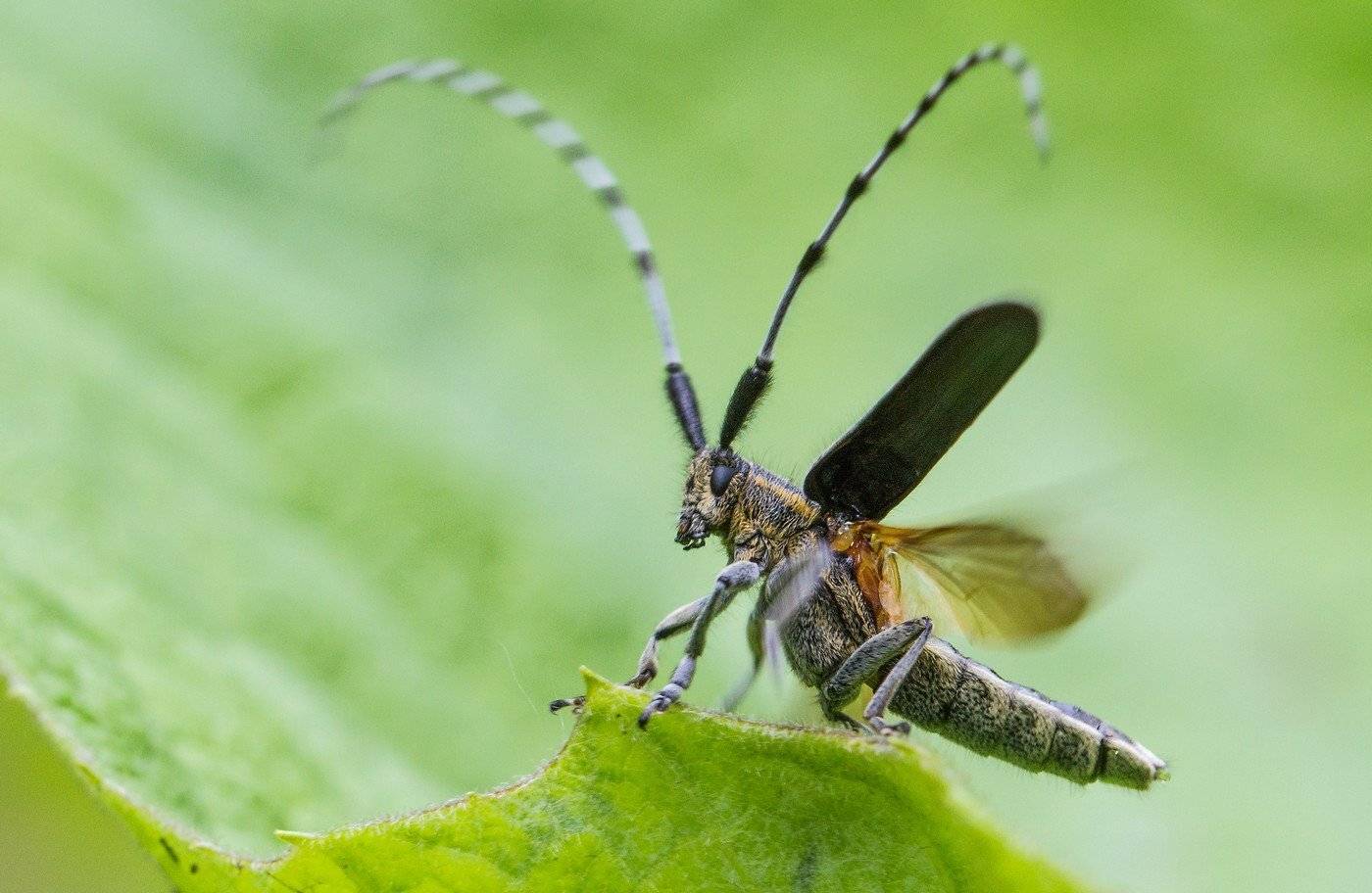 , Евгений Слободской