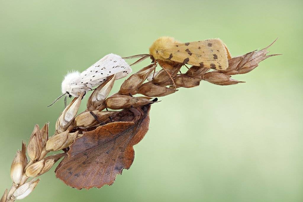 , Сергей Таланов