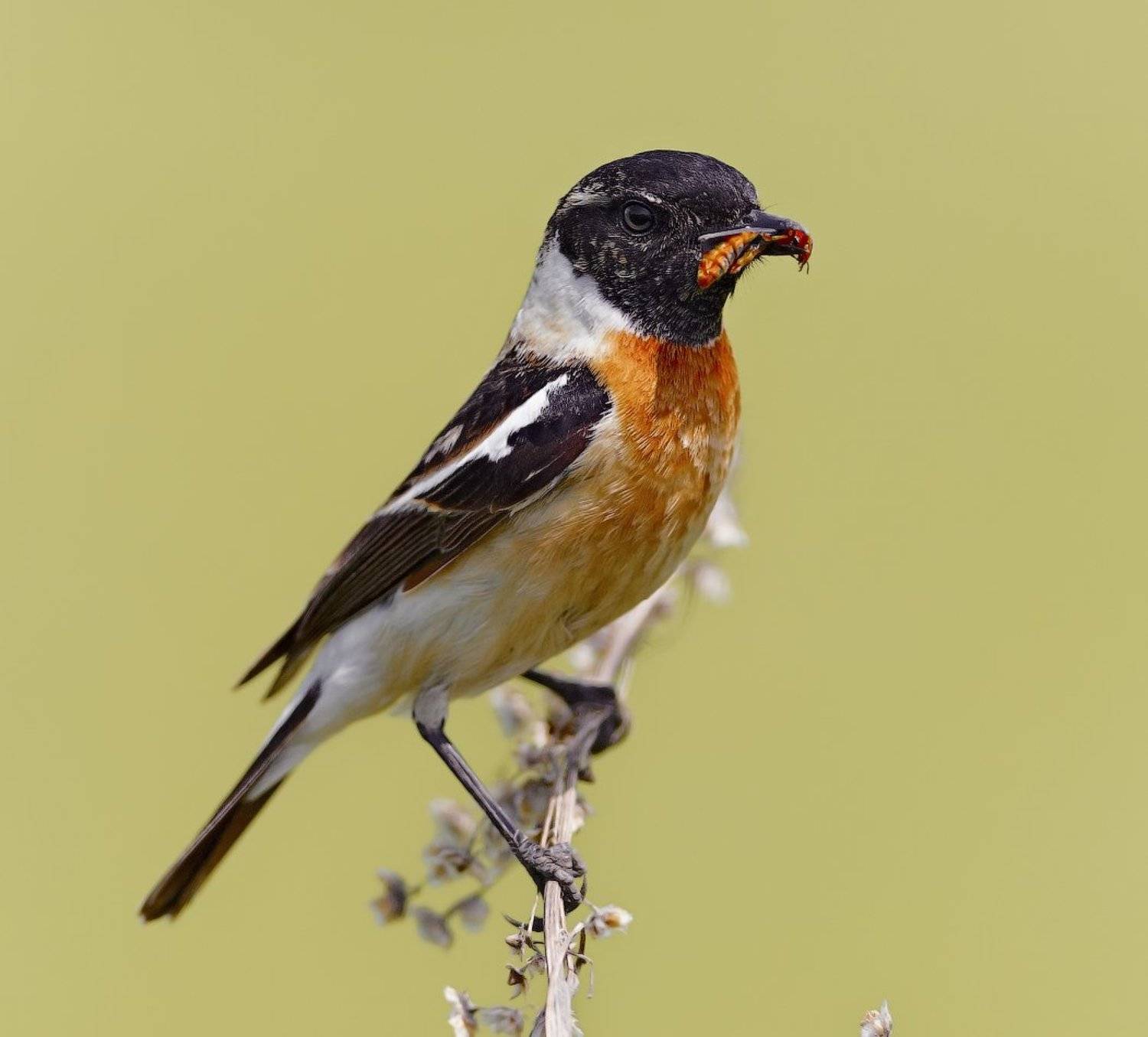 Saxicola rubetra, holod