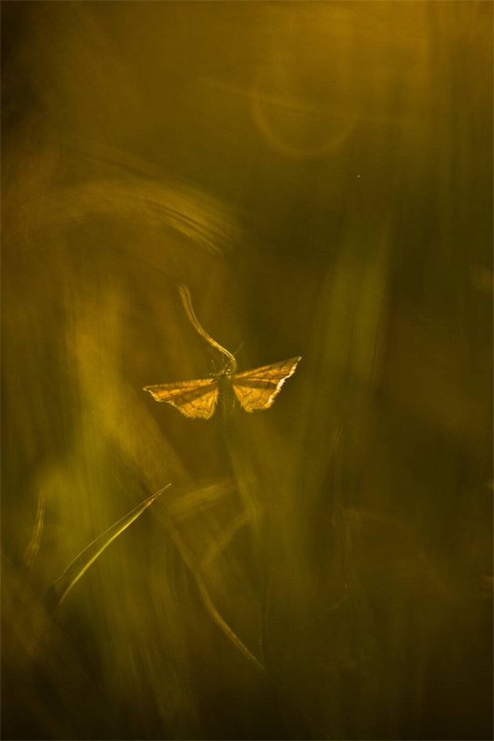 , Геннадий Мещеряков