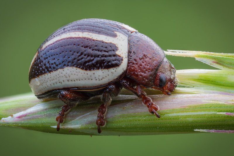 /// фото превью