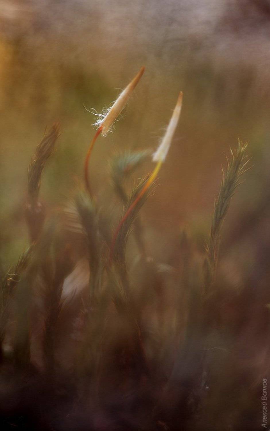 , Алексей Волков