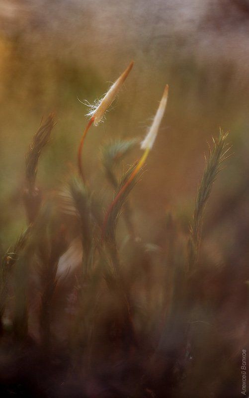 Весенний мох фото превью
