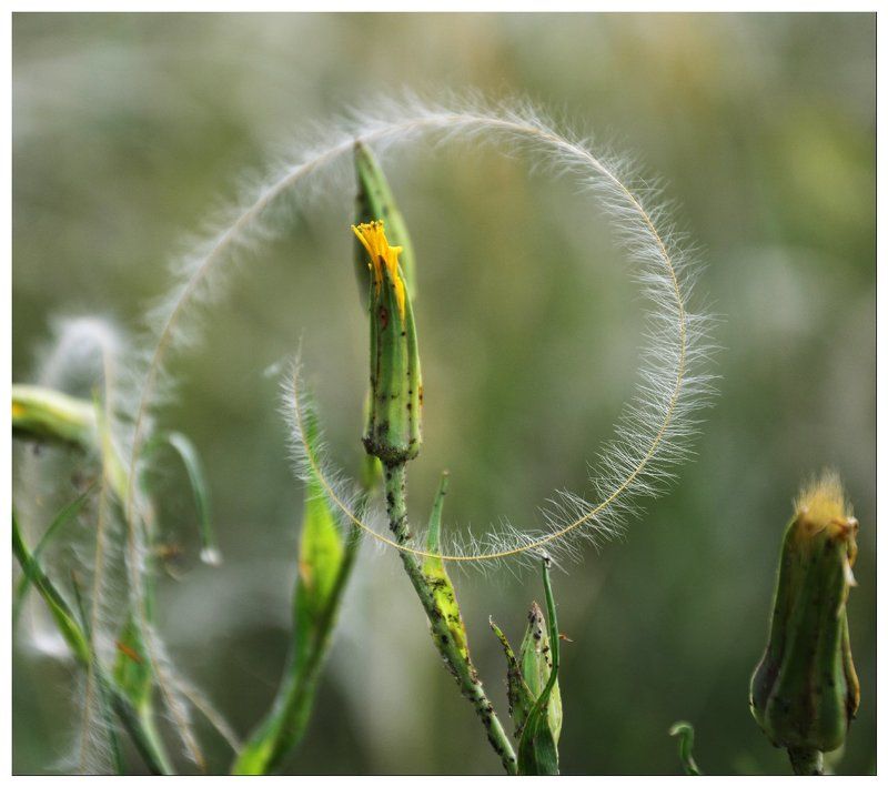 Круг фото превью