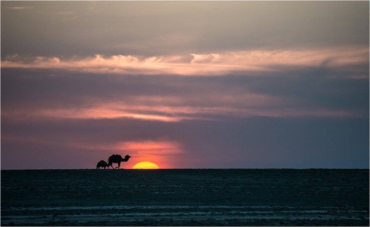 мангистау., казахстан., верблюд., закат, Кутыгин Эдуард