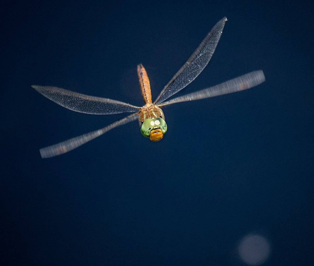 , Таня  Маркова