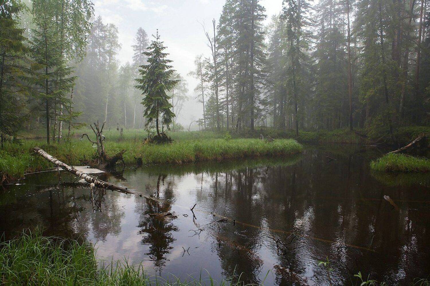 , Игорь Подгорный