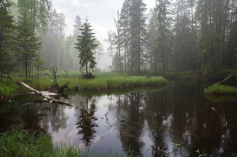 Утро туманное фото превью