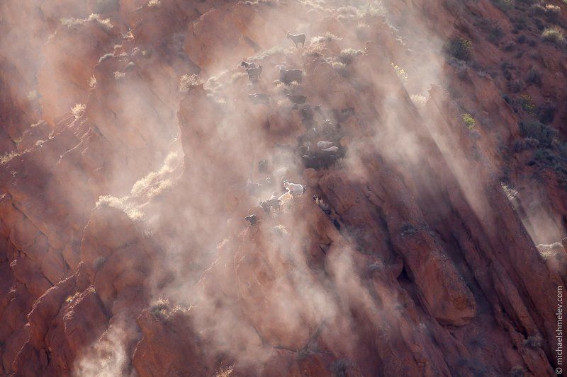 Горные козлы фото превью