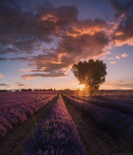 Золото Прованса