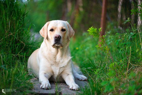 Не каждый человек, способен так смотреть ...