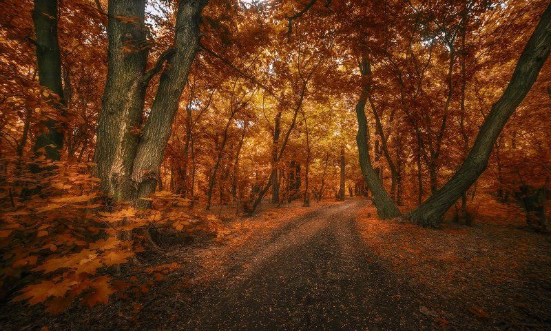 Вдыхая запах прелого листа фото превью