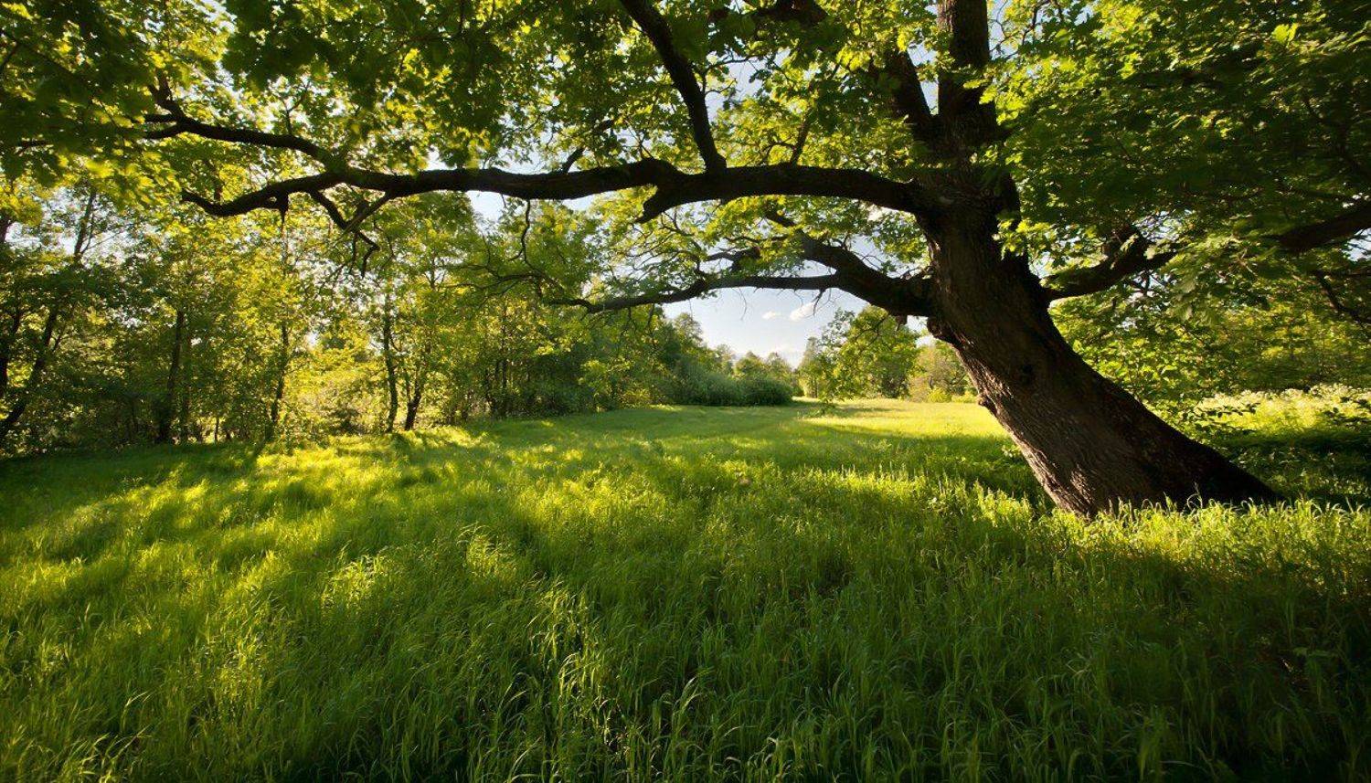 лето, дуб, трава, мещёра, рязанская область, Валерий Пешков