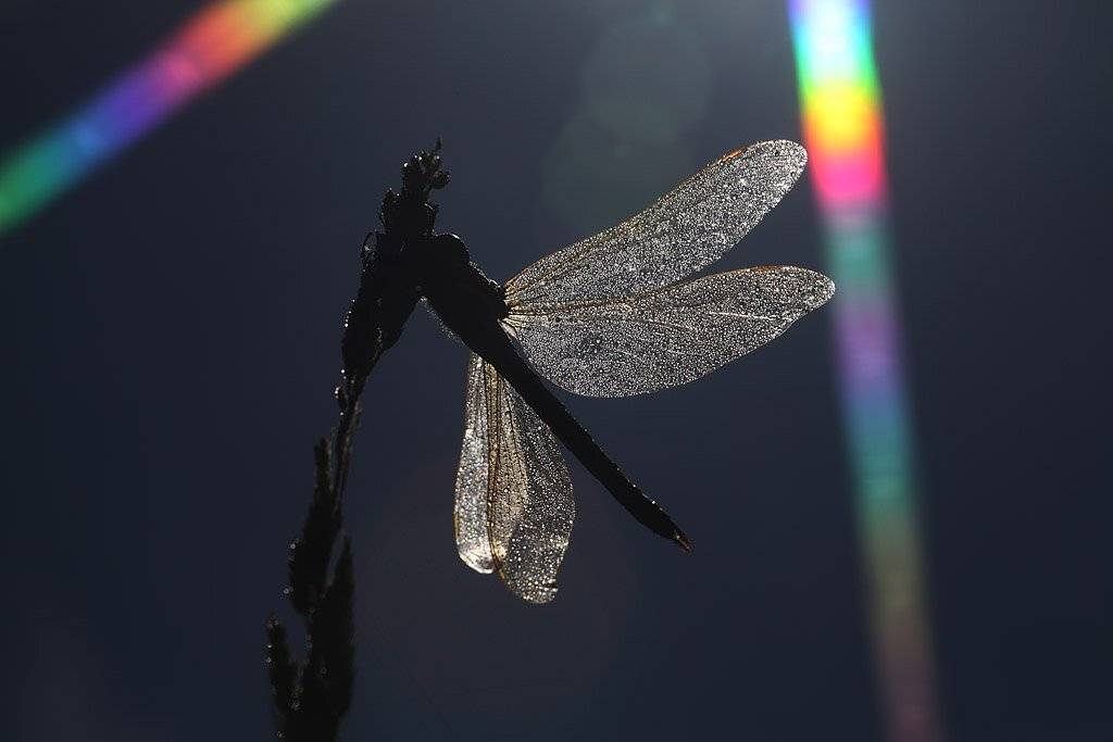 , Сергей Таланов