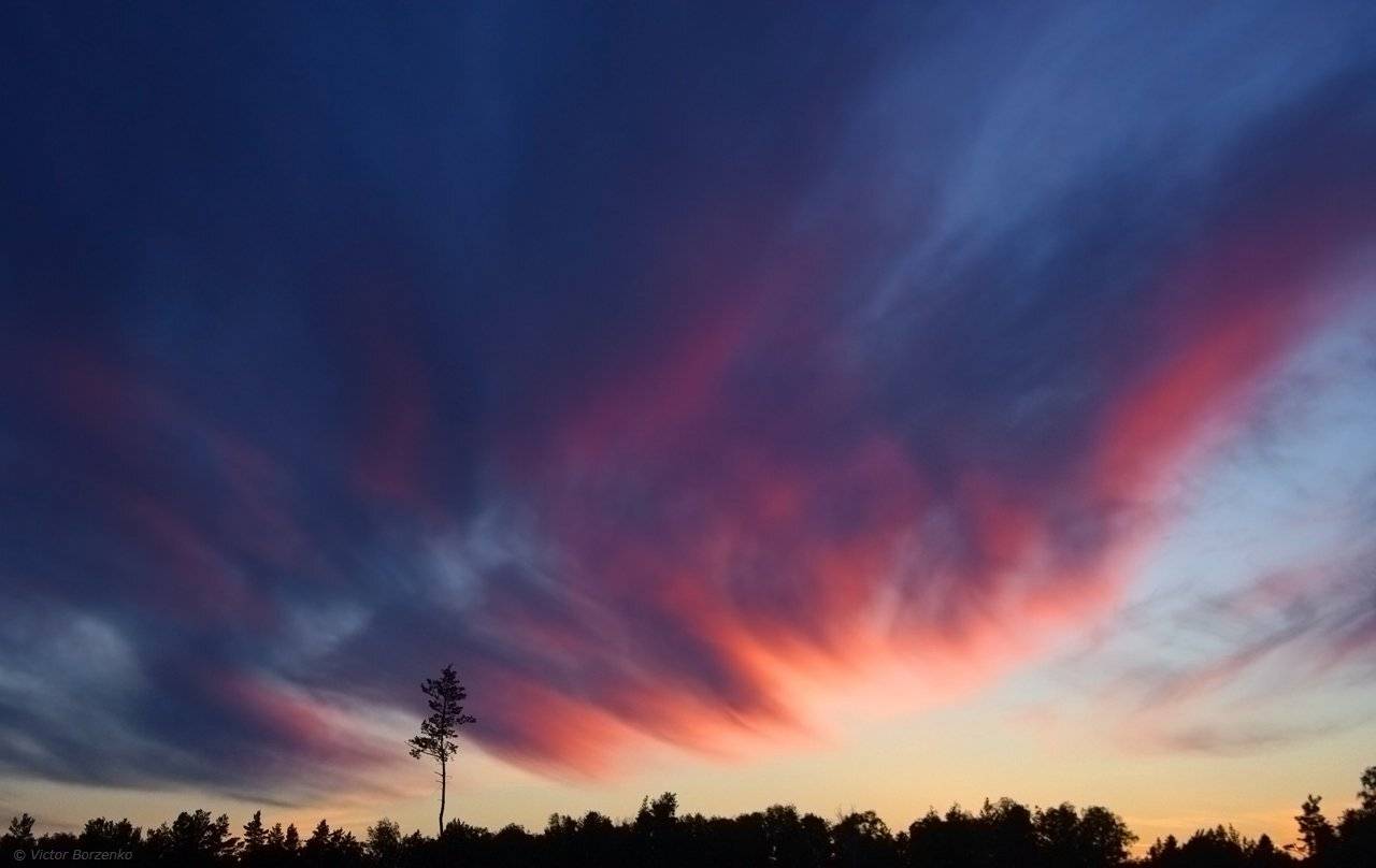 Дерево, Закат, Небо, Облака, Сосна, Виктор Борзенко