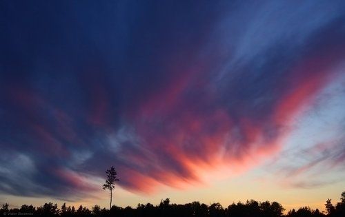 Небесная феерия для одинокой сосны