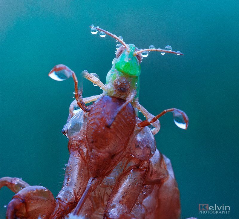 KEL фото превью