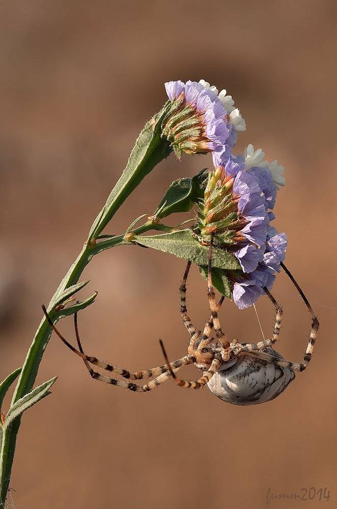 , Игорь ФУММ