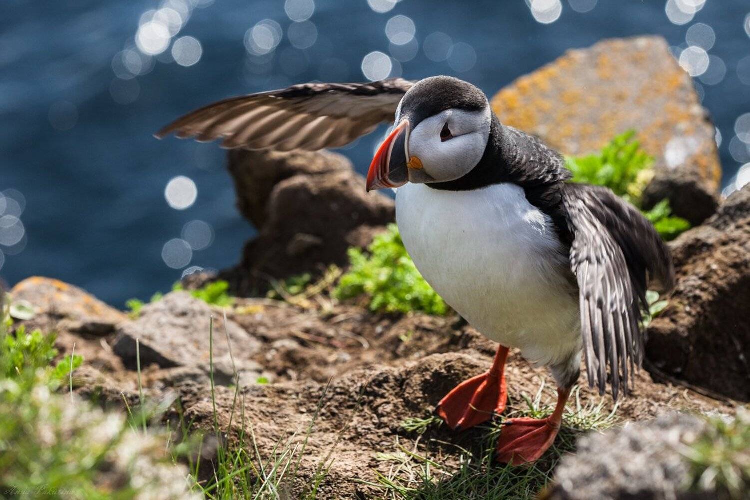 Iceland, Puffin, Исландия, Птица, Тупик, Анна Пакутина