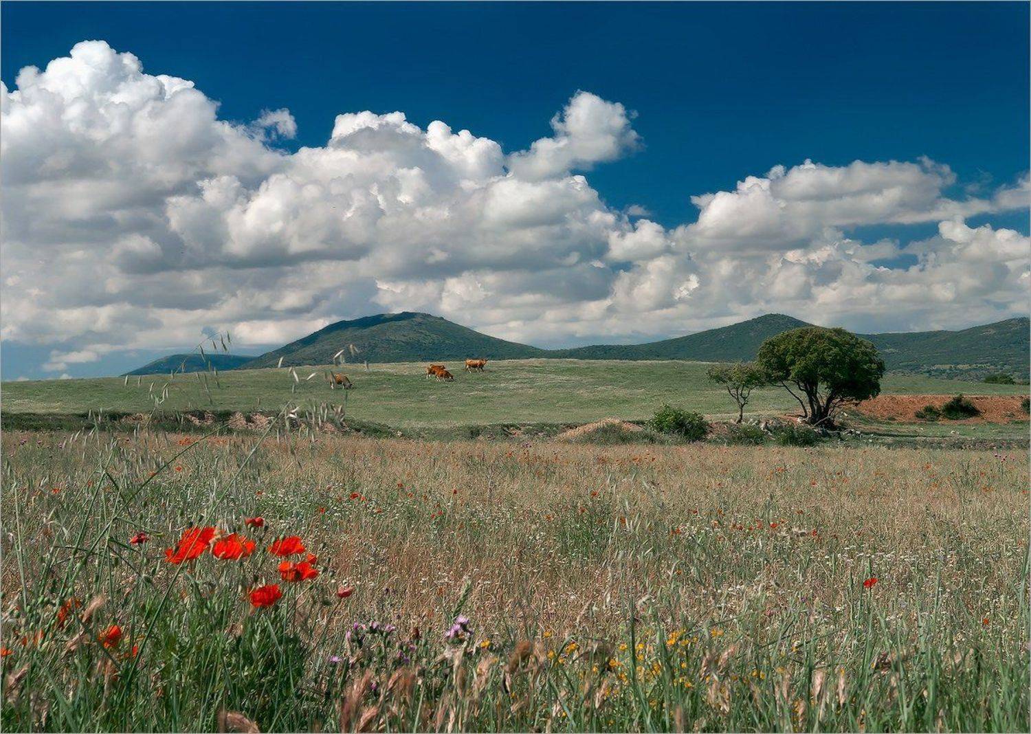 , Алексеевич