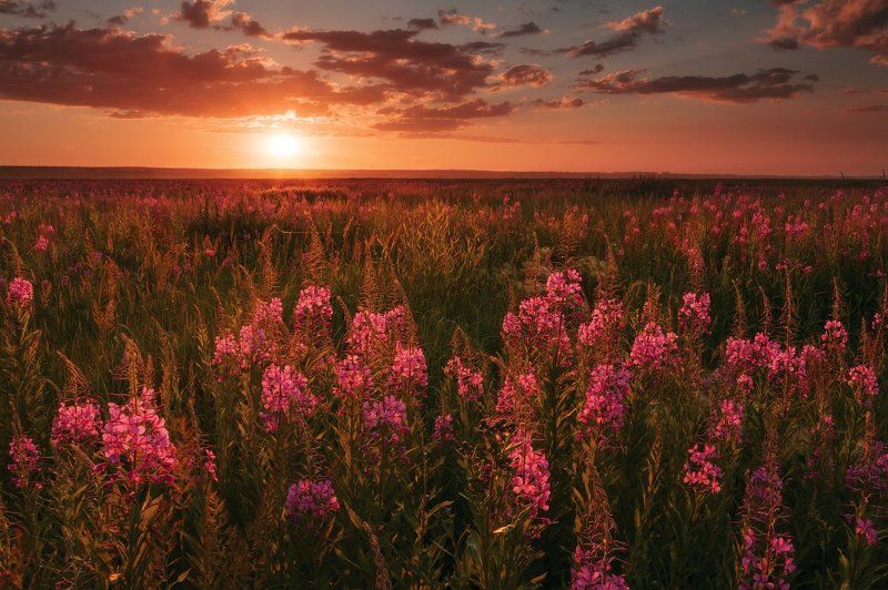 Сказ про Ваню и траву огненную