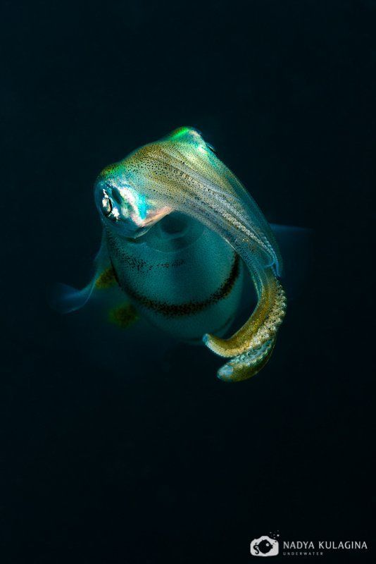 Светлячки фото превью