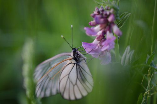 In the grass