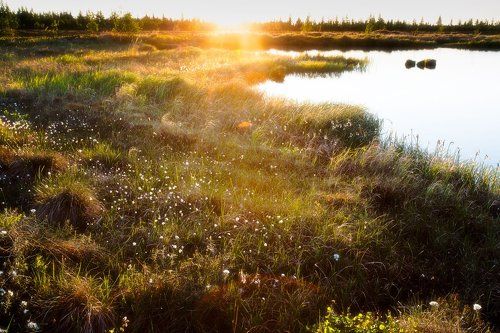 Рассветное золото