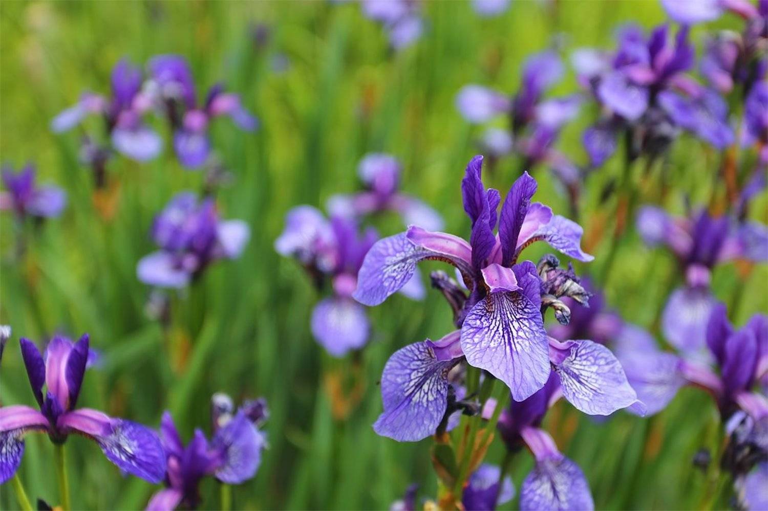 Ирисы, Крым, Ситкин Игорь