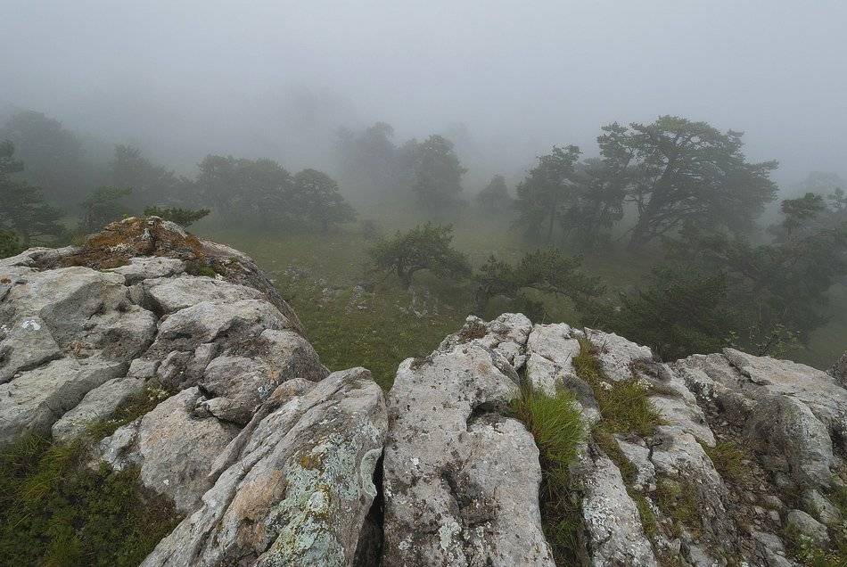 , Саша  Вайсберг / Waldschnepfe /