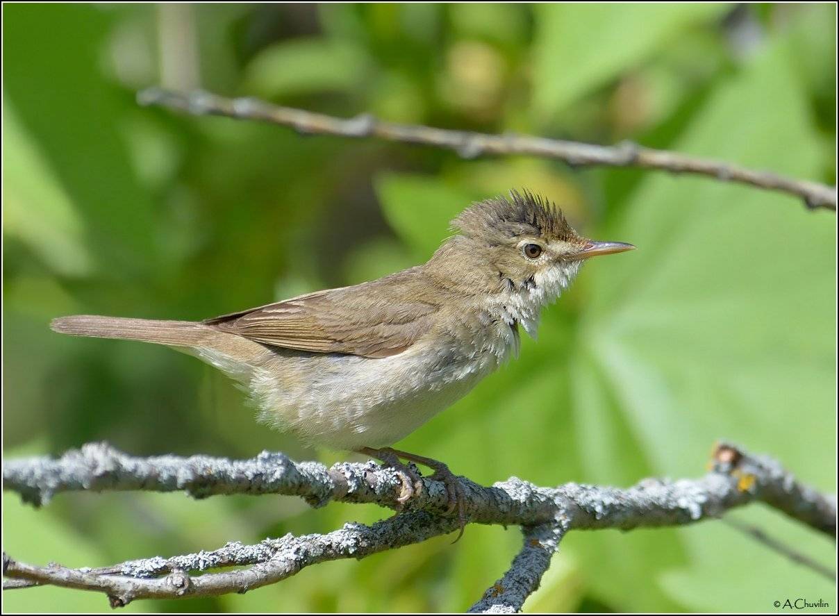 птица,камышовка,садовая,июнь, Александр Чувилин
