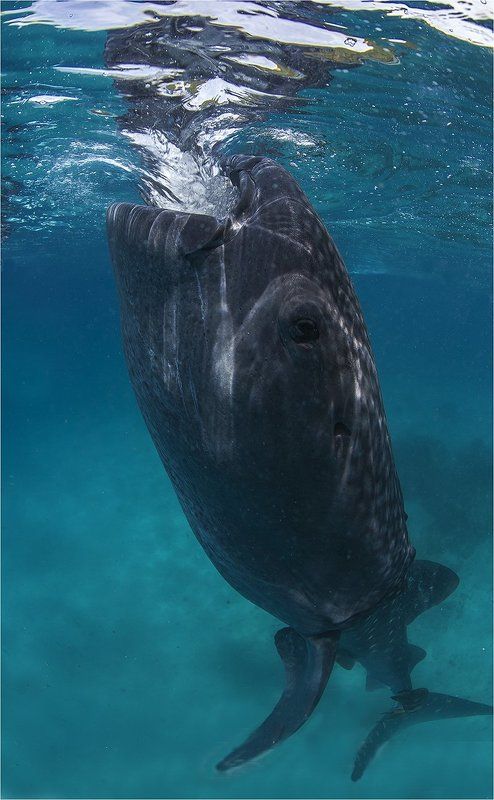 выпить море фото превью