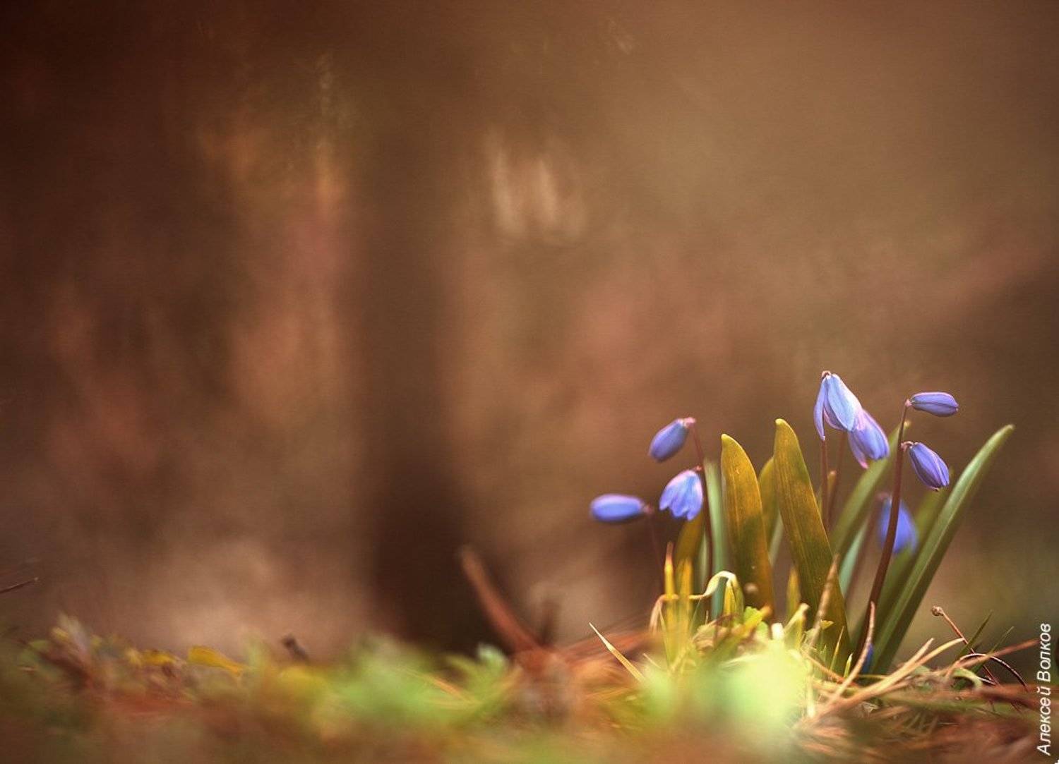 , Алексей Волков