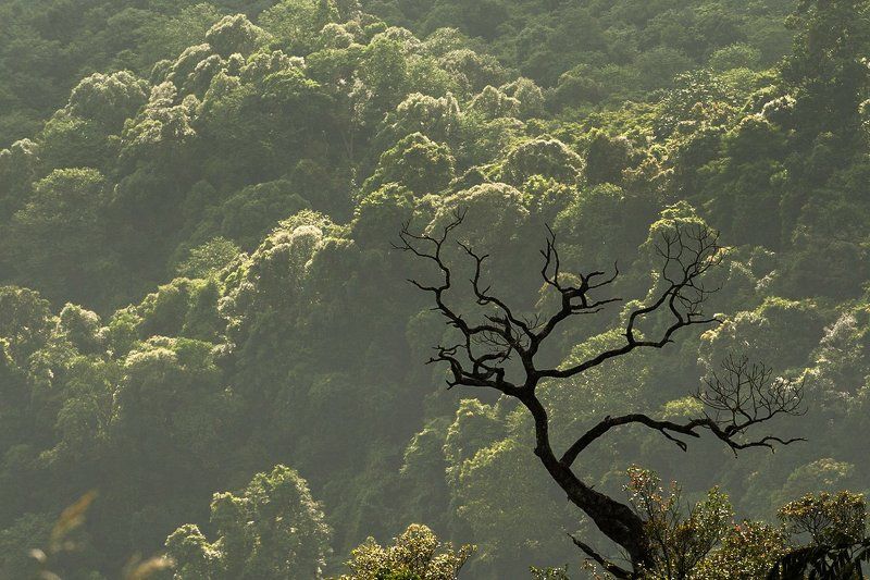 Sức sống фото превью