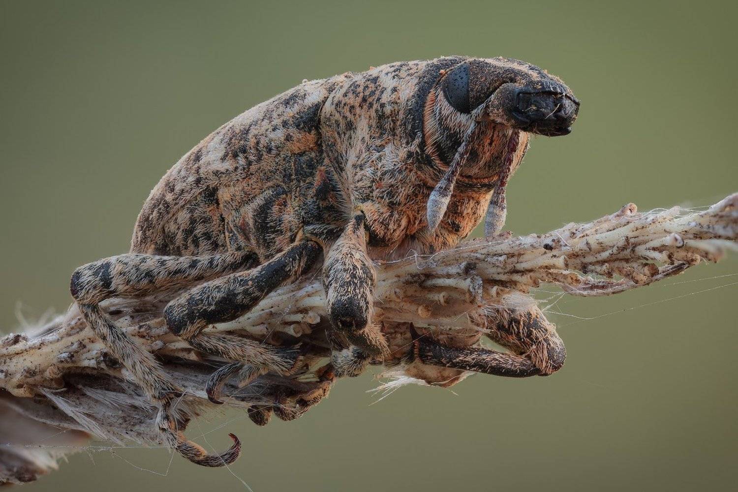 , Вадим Ходаковский