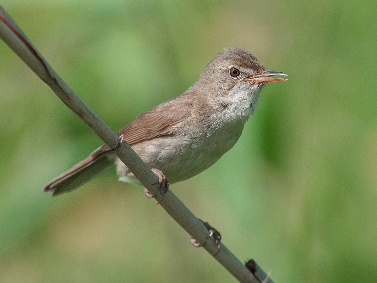 , Валерий Субачев