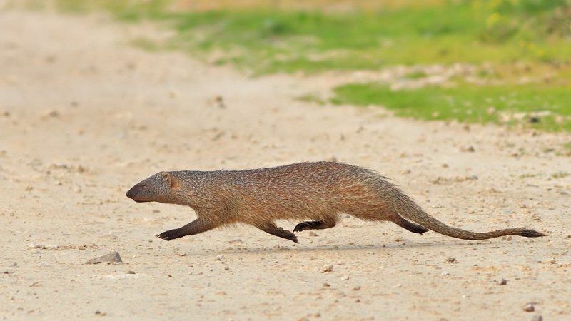 400mm, 7D, animals, Mongoose, Животные, Мангуст Утренняя пробежка фото превью
