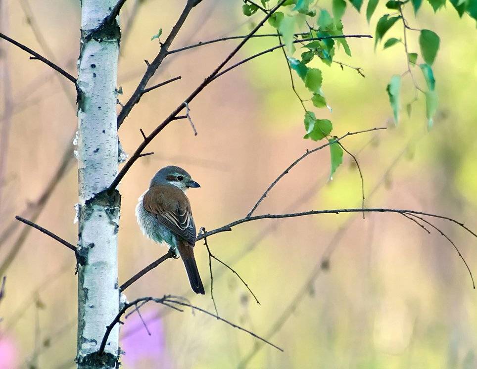 lanius collurio, red-backed shrike, жулан, жулан обыкновенный, Alexey Gnilenkov